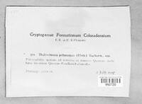 Polycauliona polycarpa image